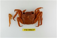 藏品(細紋方蟹)的圖片